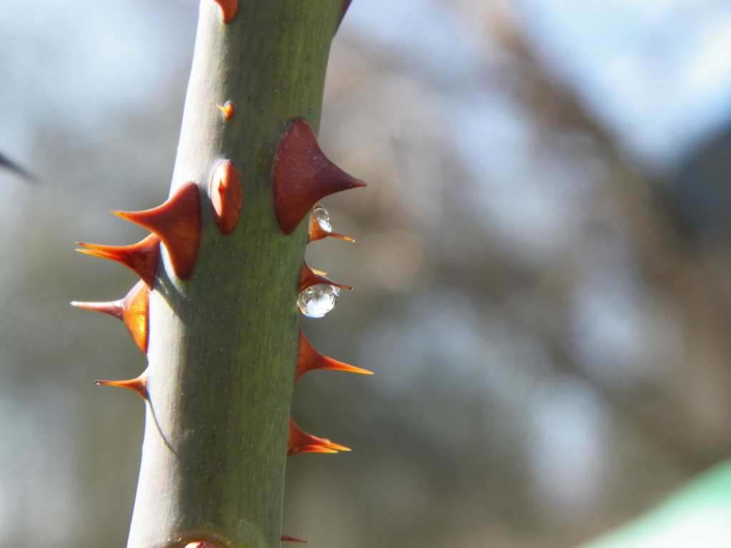 Rosethorn Graphic